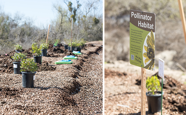 hedgerow installation and pollinator sign