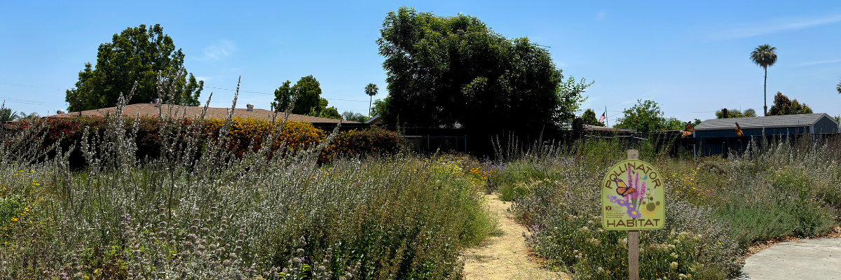Pollinator garden in residential area