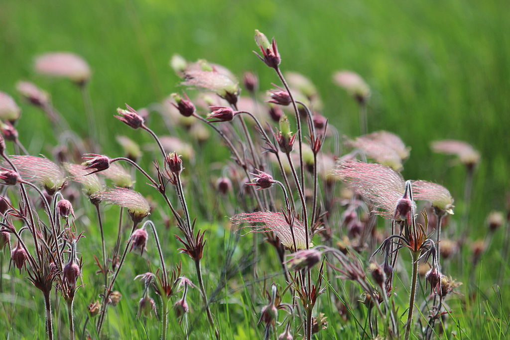 prairie smoke