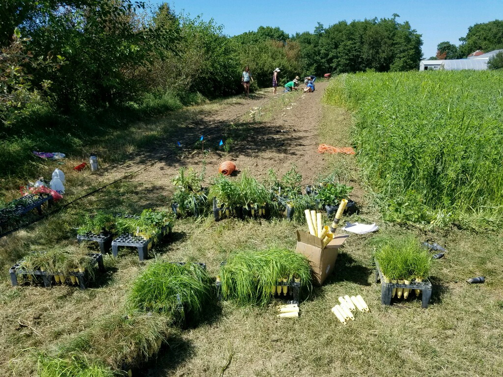 In the foreground of this agricultural landscape are tools and seedlings. In the background are people who are leaning over, and crouched over, some plantings.