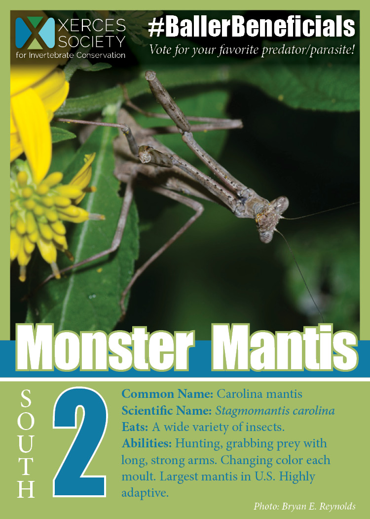 South conference champion: mantis