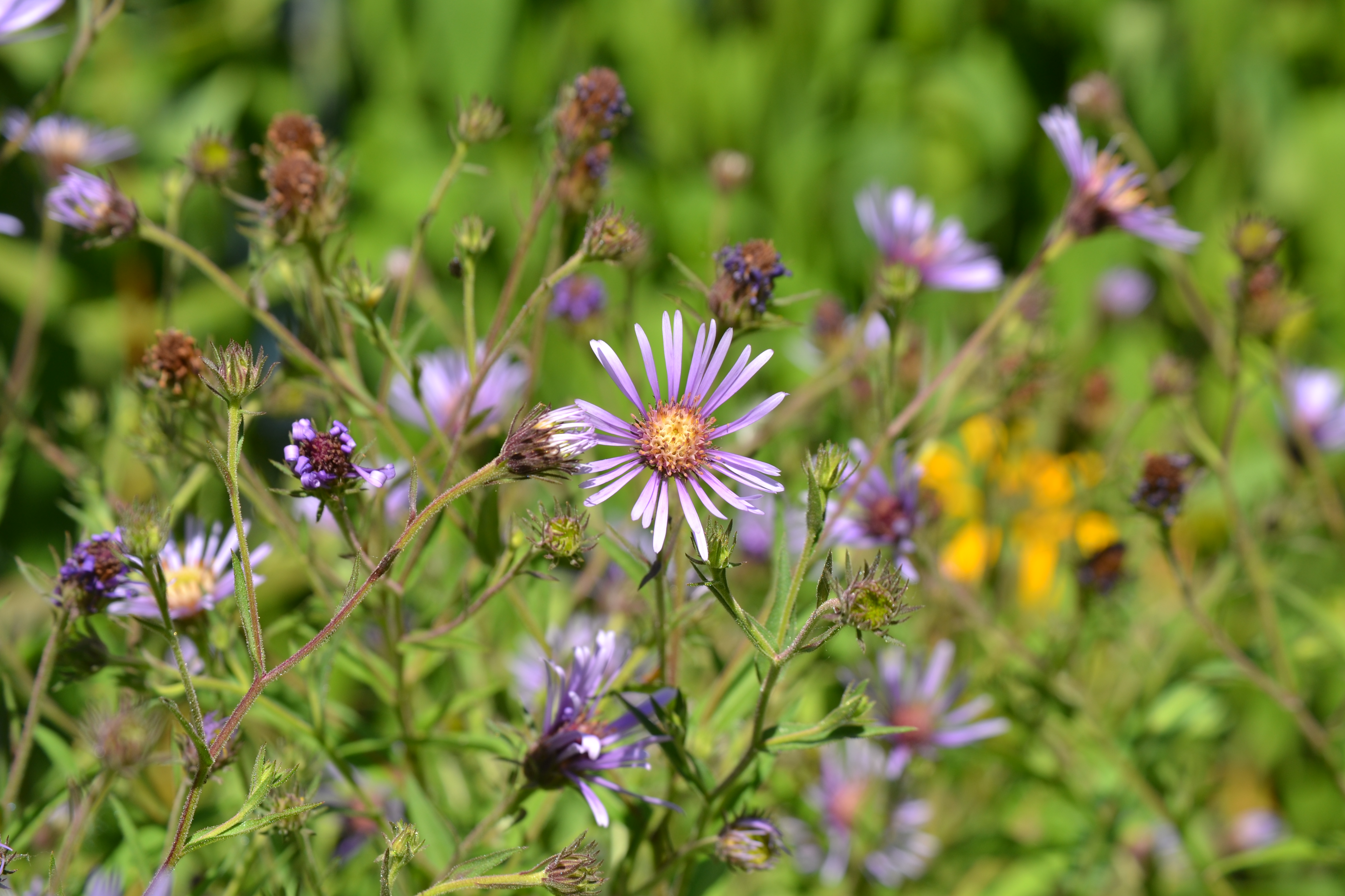 Purple asters bloom against a green background.