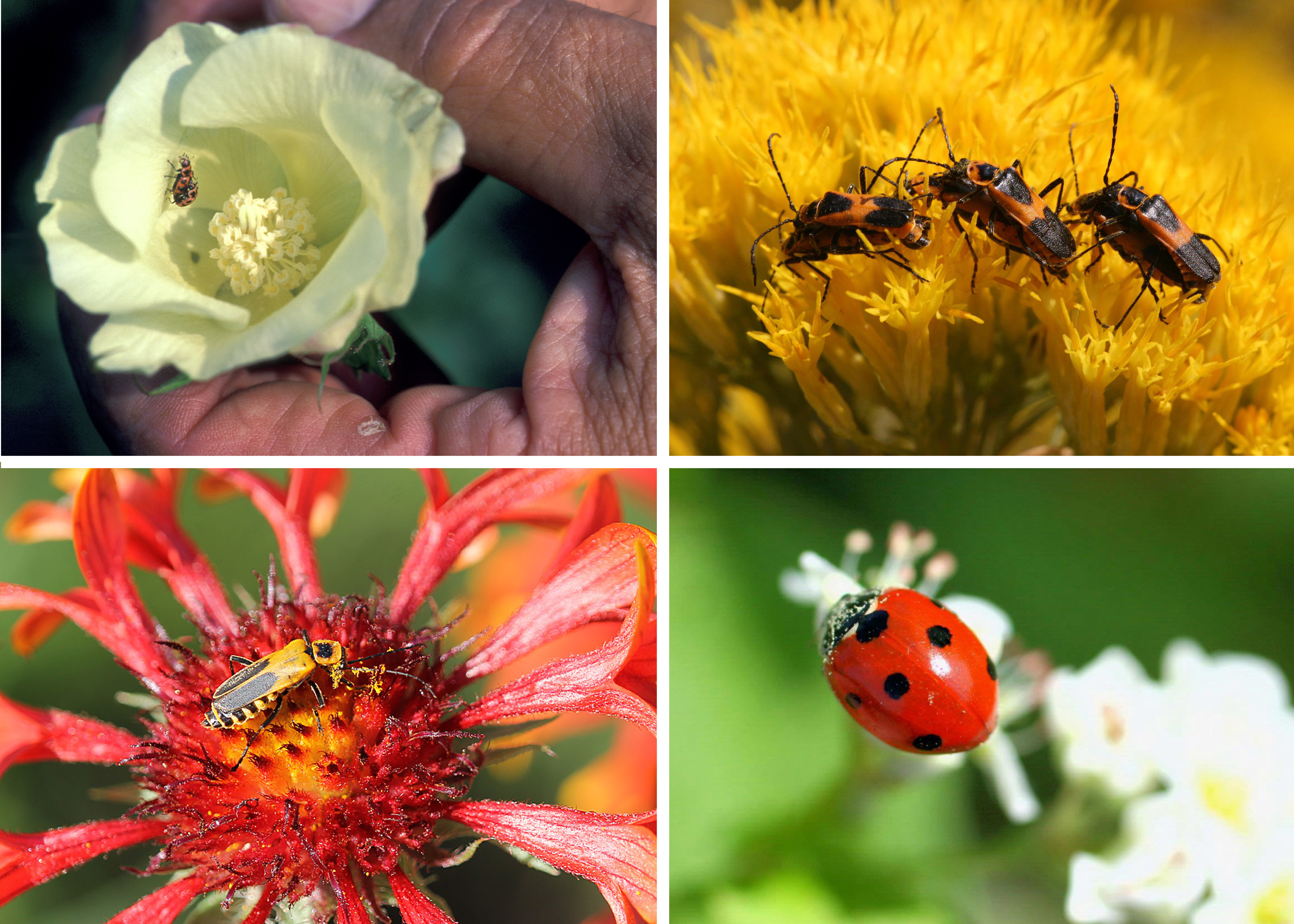 A wide diversity of beetles is shown in this grid.
