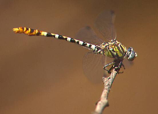 SIde view of the white-belted ringtail dragonfly perched on the tip of a twig.