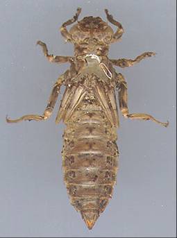 Larval skin of white-belted ringtail dragonfly.