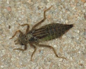 Nymph of Gomphus species dragonfly on streambed.