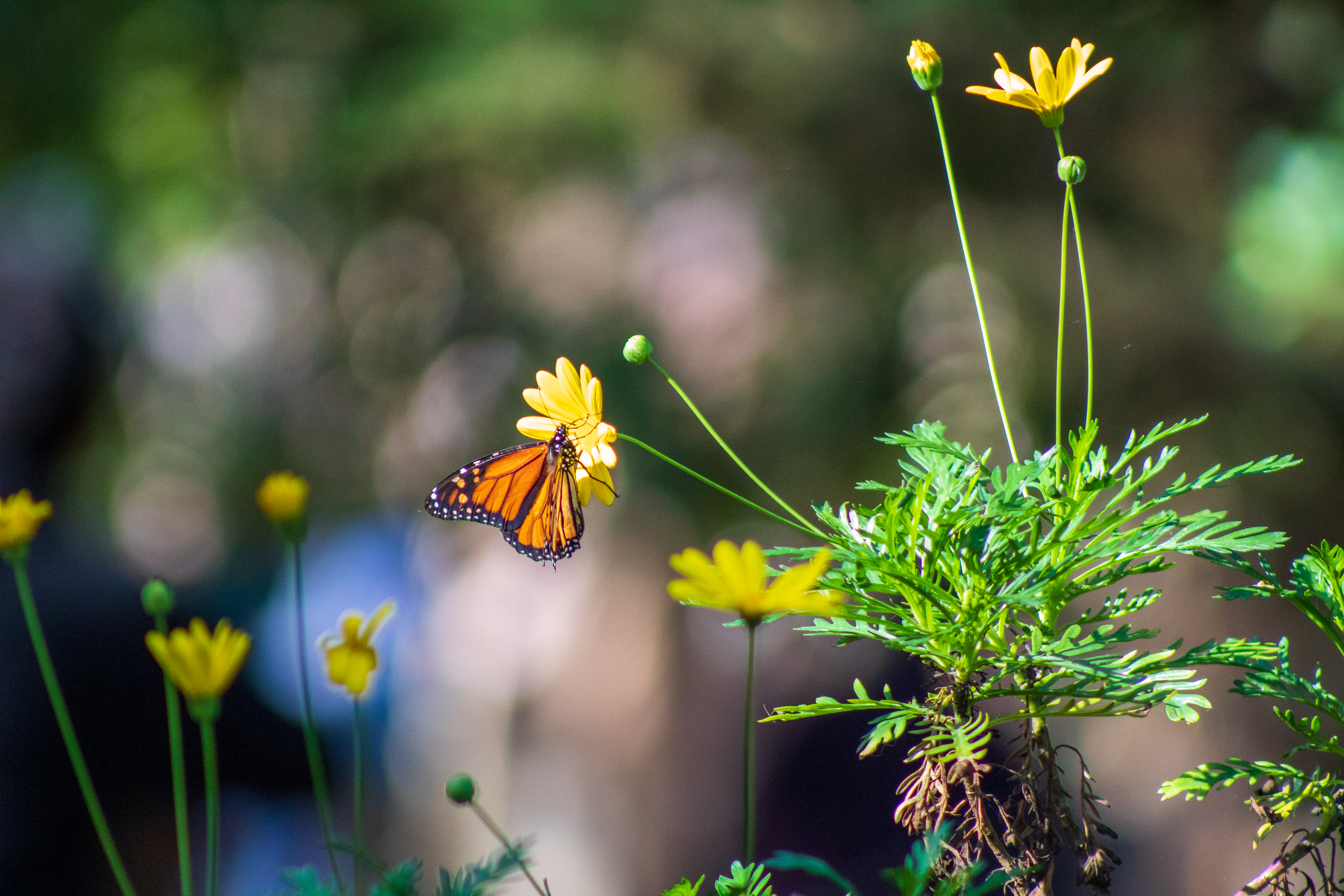 Una mariposa monarca en un sitio de invernación en Pacific Grove, California