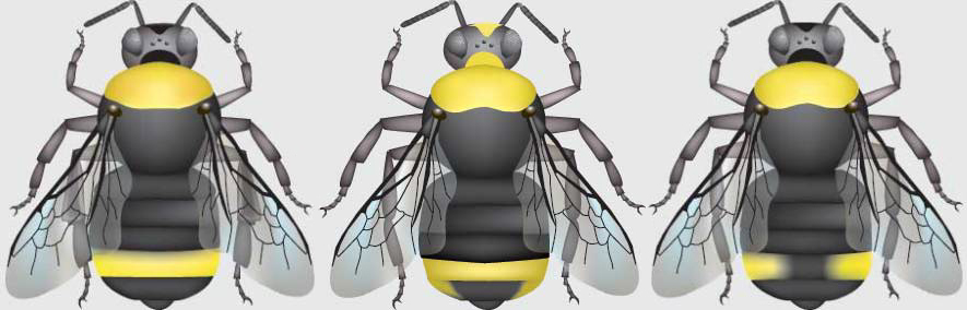 B. californicus, B. insularis, and B. fernaldae all have black abdomen with various patterns of yellow on T4. 