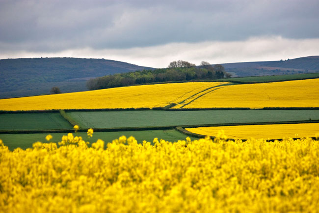 oilseed rape field