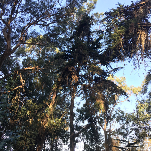 monarch cluster in tree