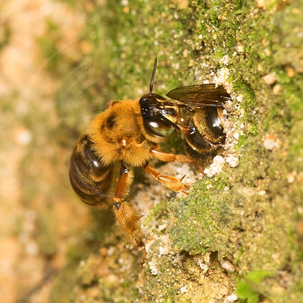 As one bee is inside a nesting hole, another is directly behind.
