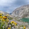 A bumble bee on a flower in the foreground, with a mountain range in the background, and a clear mountain lake below. The mountains are only lightly covered with sparse plants, hinting at the high elevation.