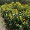 A hedgerow along a gravel driveway, with many yellow flowers.