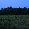 Many firefly flashes light up a field in Indiana.