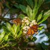 Two monarchs rest on a flower cluster in Pacific Grove