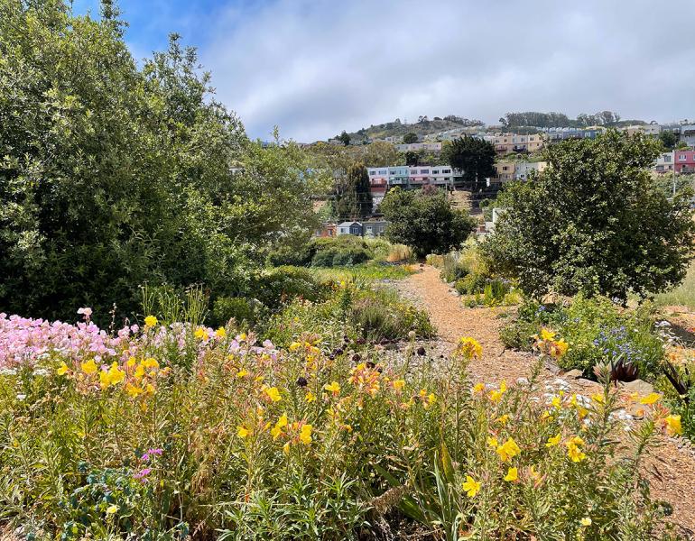 Patch of habitat with view of San Francisco neighborhood