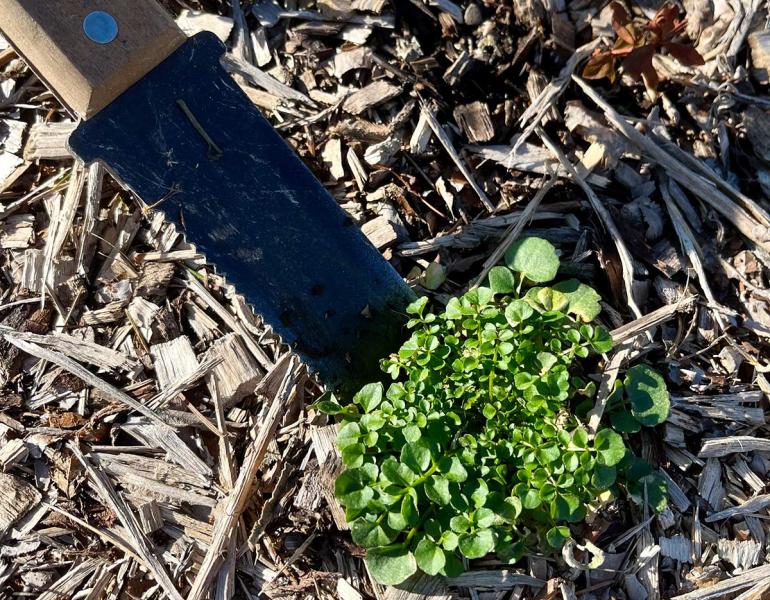 Hori hori gardening tool removing a weed from a garden