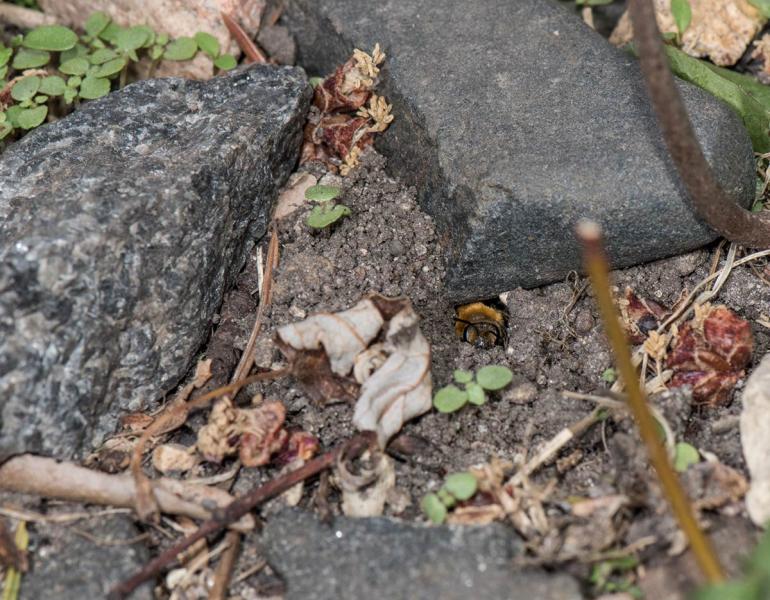 A mining bee peeking its fuzzy head out of its burrow, dug out of soil directly under a stone. The bee is covered in orange fluffy fur. Numerous other beneficial insects also make their homes in gaps or burrows dug out from the soil under a stone.