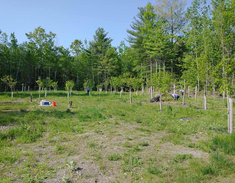A grove of young chestnut trees, about 8ft tall, planted in neat rows within a large forest clearing. Two people are knelt by one tree, inspecting it. 