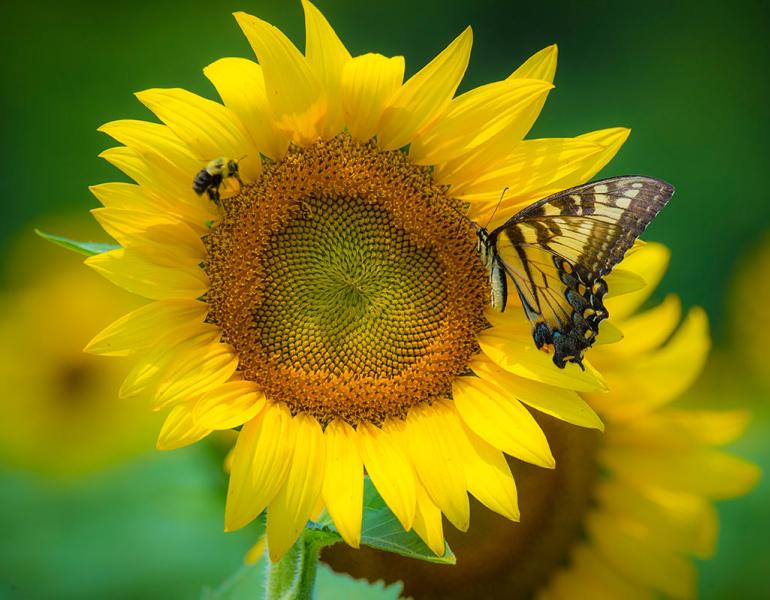 A sunflower being visited by both a butterfly and a bee