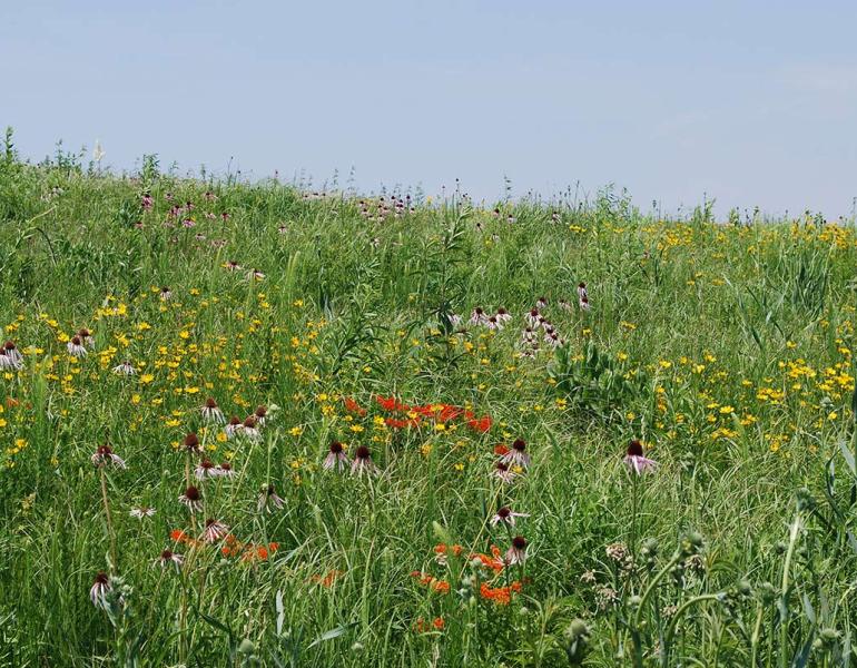 A grassland covered in colorful wildflowers