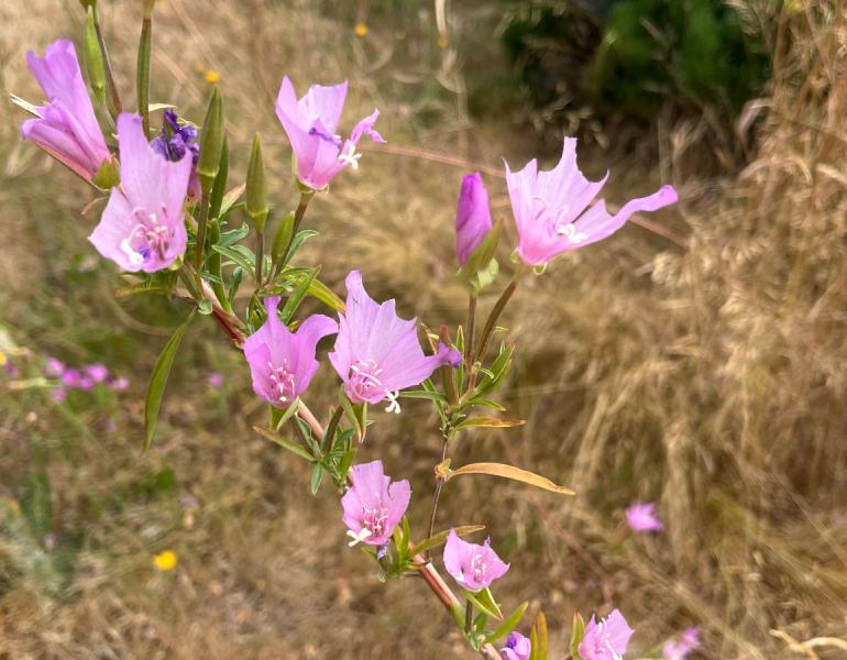 Leaf cutter bees have snipped multiple disc-sized pieces from these pink Clarkia aomena flowers