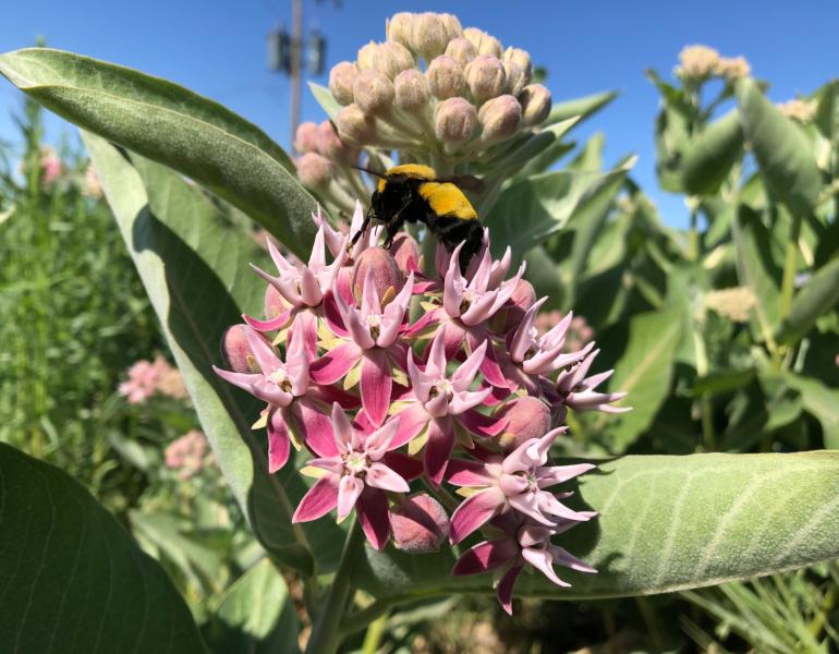Morrison bumble bee nectars on milkweed