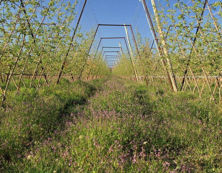 An orchard where rows of flowering native plants have been planted between the trees.