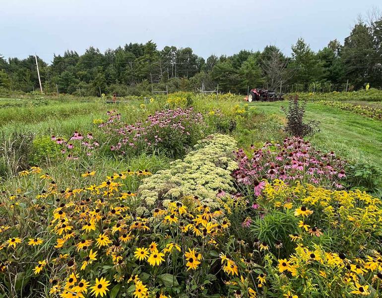 On-farm perennial habitat for pollinators and beneficial insects. These fall blooming plants include black-eyed susan (Rudbeckia hirta), purple coneflower (Echinacea purpurea), and goldenrod (Solidago spp.).