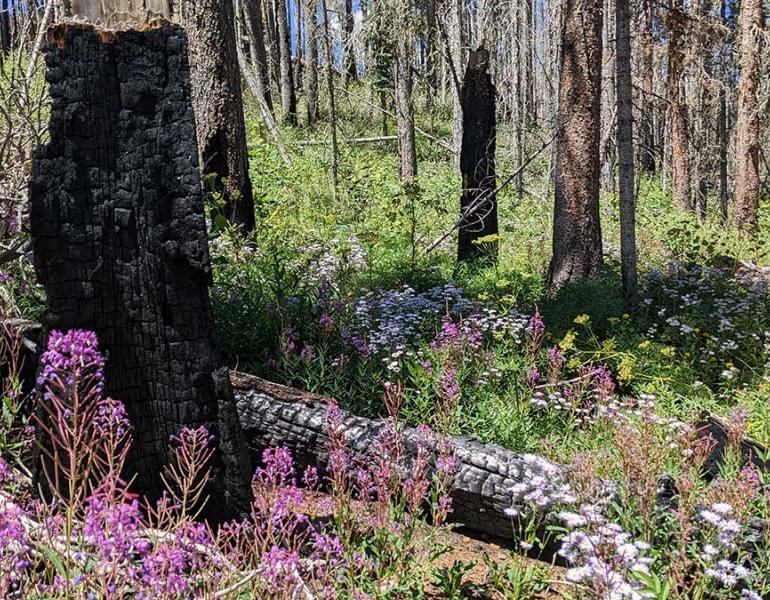 A brilliant magenta flower stands in front of a black charred tree trunk. The forest has some live and dead conifer trees with a forest floor covered in white and yellow flowers with lots of leafy green growth with a few large black charred tree trunks laying down.