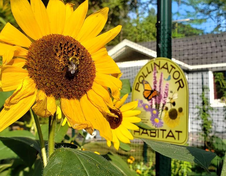 A bumble bee visiting a sunflower, in a suburban yard, with a Pollinator Habitat sign in the background.