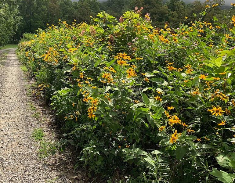 A hedgerow along a gravel driveway, with many yellow flowers.