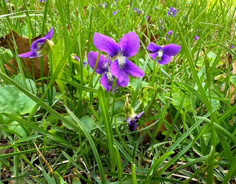 Violets blooming in yard