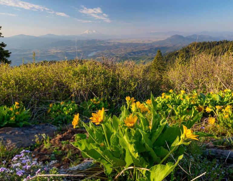 A small plant with yellow flowers, atop a hill in the Cascade-Siskiyou National Monument, with a whole landscape of trees, rivers and mountains in the background.