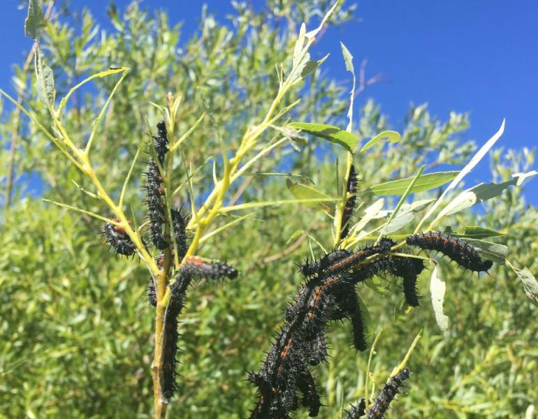 mourning cloak caterpillars cluster heavily on willow twigs, eating leaves