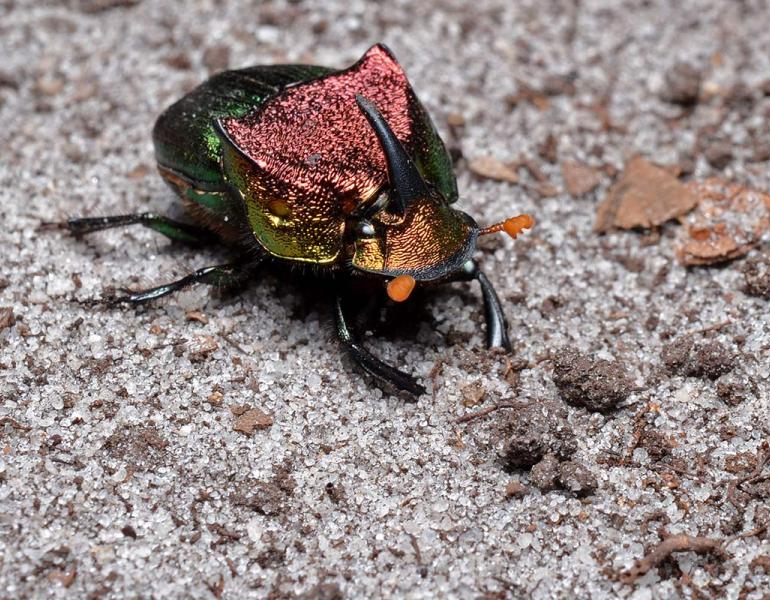 A glittering beetle, with colors ranging from orange to purple to green. It had one large backwards facing horn on its head, and two ridges on its back.