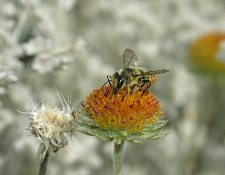 A leafcutter bee drinks nectar from rayless blanketflower