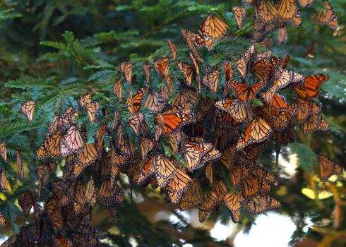 A dense cluster of monarchs, with their bright orange hues shining, cling to a deep green pine branch.