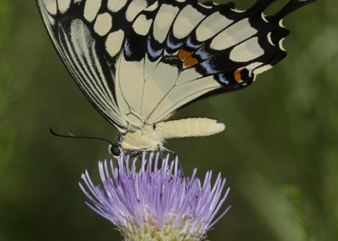 A large creamy-yellow-and-black butterfly rests atop a pale purple flower.