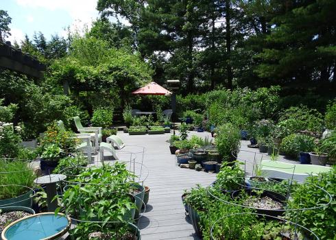 Dozens and dozens of beautiful potted plants on Jennifer Geib's deck