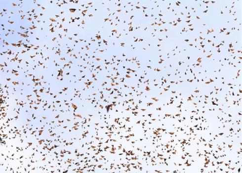 Hundreds of monarchs in the sky near overwintering sites in Mexico