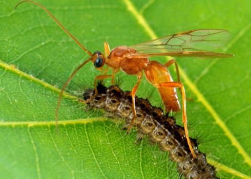 Wasp laying eggs in a gypsy moth caterpillar