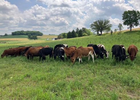 Several cows grazing in a field. Instead of introduced grasses, this field is full of native prairie plants