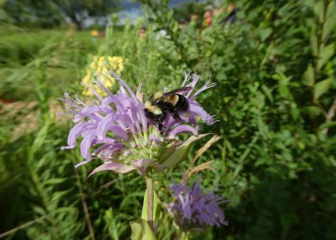 A bumble bee perched on a light purple flower, amidst other greenery. This species, the rusty patched bumble bee, is at risk due to widespread pesticide use.