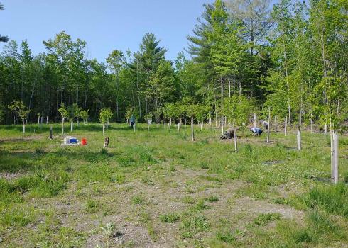 A grove of young chestnut trees, about 8ft tall, planted in neat rows within a large forest clearing. Two people are knelt by one tree, inspecting it. 
