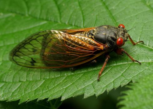 A periodical cicada on a leaf. Its body is black, with orange legs and bright red eyes.
