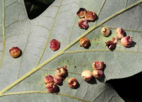 The underside of a leaf with several round growths that are a splotchy red in color.
