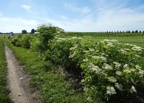 A hedgerow planted to provide habitat for pollinators and other beneficial insects on a farm. All the species in the hedgerow were chosen because they also provide fruit, flowers, or some other product that is edible.