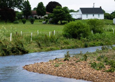 A stream winding past a livestock pasture. The stream is surrounded by planted tree saplings and small shrubs so that the bare pasture does not reach the stream. 