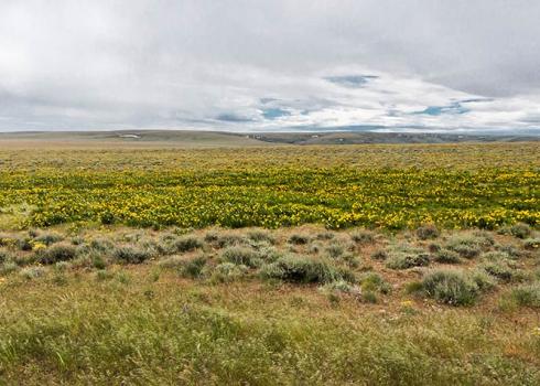 A wide open field of yellow flowers, short grasses, and scrubs in southeastern Oregon.